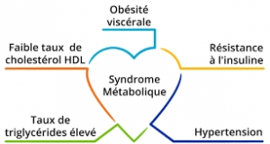 Le syndrome métabolique